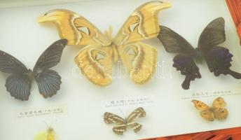 Preparált lepkék, óriáslepke és skorpió, üvegezett tartókban