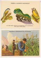 2 db régi magyar mezőgazdasági propaganda képeslap: Védjük a hasznos madarakat! Kukorica-üszöggolyva kivágása