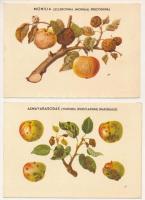 A vértetű az almafa veszedelmes kártevője. A Monilia a gyümölcsfák legnagyobb kártokozó penézsgombabetegsége. Klösz György és Fia / Hungarian agricultural propaganda, the woolly apple aphid, Monilinia fungi, the most damaging disease of fruit trees - 2 db magyar mezőgazdasági propaganda képeslap