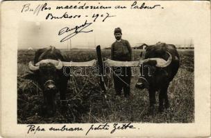 1907 Bukovo, Buffles macédoniens au labour / Macedonian folklore with buffalos. photo (EK)