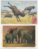 22 db RÉGI állatos képeslap / 22 pre-1945 motive postcards with animals