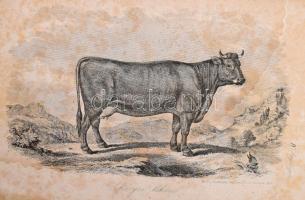 Stephens Henry: Mezei gazdaság könyve II. köt. - - "The book of the farm" czímű munkája ny...