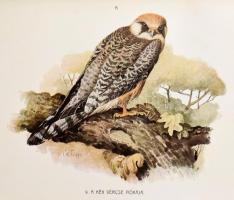 Herman Ottó: A madarak hasznáról és káráról. Darányi Ignácz m. kir. földmívelésügyi minister megbízá...