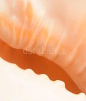 Óriás tengeri kagyló, h: 23 cm