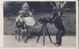 Budapest XIV. Állatkert fényképező csimpánz photo (EK)