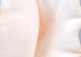 Tengeri csiga és kagyló, h: 26 cm alatt