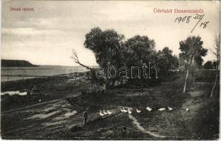 1908 Dunavecse, Dunai részlet. Horváth fényképész