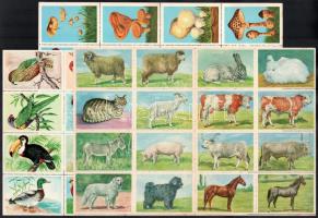 Gombák, állatok, növények, rovarok, lepkék. Perforált gyűjtőképek 5x20 darabos ív