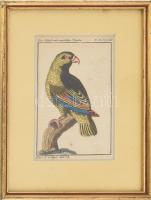 cca 1790-1800 Papagáj (Sittich). Büff[on] Naturh[istorie] d[er] Vögel. Táblakép Buffon Histoire naturelle des oiseaux egy német nyelvű fordításából. Kézzel színezett rézmetszet, papír, üvegezett fakeretben / Coloured copper engraving, 14x8 cm