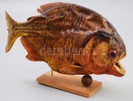 Preparált piranha, h: 26 cm