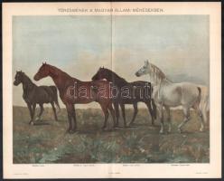 cca 1900 'Tenyészlovak' és 'Törzsmének a magyar állami ménesekben', nyomatok, Pa...