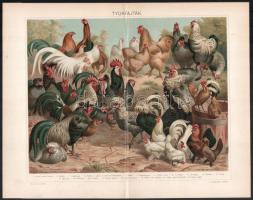 cca 1900 Madarakat ábrázoló metszet tételek, 4 db (Galambok, Tyúkfajták, Kacsafélék, Kolibrik), lito...