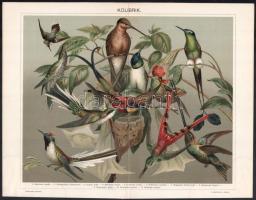 cca 1900 Madarakat ábrázoló metszet tételek, 4 db (Galambok, Tyúkfajták, Kacsafélék, Kolibrik), lito...