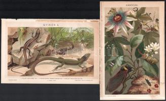 cca 1900 'Rovarok utánzásai (Mimikri)' és 'Gyíkok II.', 'Kabócák', lit...