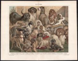 cca 1900 'Tigris', éss 'Kutyák', litográfiák, Pallas Nagy Lexikona, Bp., Posner-...