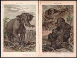 cca 1900 Egzotikus állatok, 2 db litográfia: 'Elefánt', és 'Gorilla', Pallas Nagy Lexikona, Bp., Posner-ny.,a széleken a képet nem érintő sérülésekkel és hiányokkal, 13x20 cm