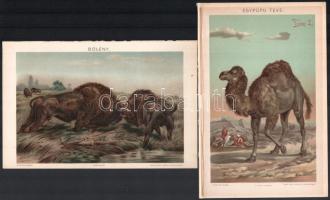 cca 1900 Egzotikus állatok, 2 db litográfia: 'Egypúpú Teve, és 'Bölény', Pallas Nagy Lexikona, Bp., Posner-ny.,a széleken a képet nem érintő sérülésekkel és hiányokkal, 13x20 cm