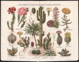 cca 1900 'Vízi növények', 'Kaktuszok és kaktusztermetű kövér növények' és Gombák...