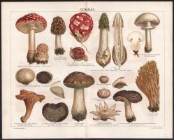 cca 1900 'Vízi növények', 'Kaktuszok és kaktusztermetű kövér növények' és Gombák...