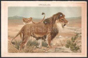 cca 1900 'Ragadozó madarak' és 'Oroszlán', litográfia, Pallas Nagy Lexikona, Bp....