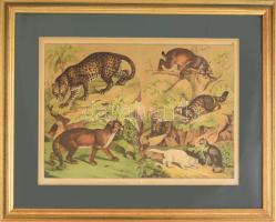 Macskák, nagymacskák. Rotációs fametszet. XIX. sz. üvegezett keretben 25x37 cm, külső méret 43x53 cm