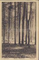 Modor-Harmónia forest