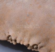 Tarisznyarák páncél, h: 18 cm