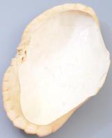 Tarisznyarák páncél, h: 18 cm