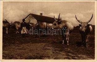 Magyar ökrök / Hungarian folklore, oxen. Photo Mészöly