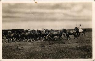 1937 Kecskemét, Bugac puszta, Ménes a pusztán