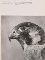 Homoki Nagy István: Szárnyas vadászmesterek. Fotóriport a vadászmadarakról. Írta és fényképezte - -....