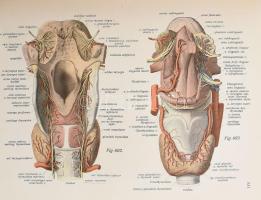 Sobotta J.: Az ember anatómiájának atlasza. Bp., 1911, Franklin. Újrakötött egészvászon kötés, egyik...