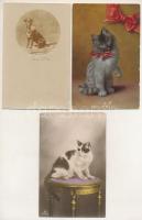 6 db RÉGI állatos motívum képeslap vegyes minőségben: macska és kutya