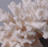 2 darab korall, d: 9-13 cm