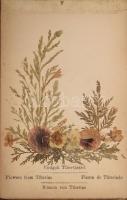 cca 1900-1910 Jeruzsálem, természet virágok a Szentföldről, emlékalbum szárított, préselt virágokkal...