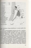 Granasztói György: 
A középkori magyar város. (Dedikált.)
(Budapest), 1980. Gondolat Könyvkiadó (A...