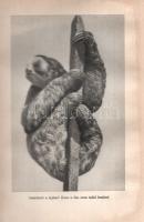 Molnár Gábor:
Jaguárországban. (Aláírt.)
Budapest, 1961. Gondolat Könyvkiadó (Egyetemi Nyomda). 1 ...