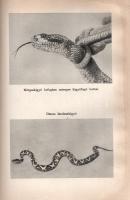 Molnár Gábor:
Jaguárországban. (Aláírt.)
Budapest, 1961. Gondolat Könyvkiadó (Egyetemi Nyomda). 1 ...