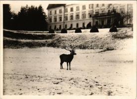 Felsőelefánt, Szent János Elefánt, Nyitra-Szent-János, Oberelefant, Horné Lefantovce; Edelsheim-Gyulai kastély télen, szarvas / castle with stag in the winter. photo (vágott / cut)