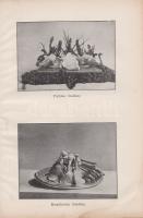 Csáky Sándor: 
A huszadik század szakácsművészete.
Ostrava-Budapest, 1936. "Petőfi" Irod...