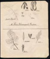1879 Lőcse, Demek Győző II. oszt. tanuló növénytani rajzai, 20 oldalon igényes, kézzel készített raj...