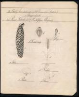 1879 Lőcse, Demek Győző II. oszt. tanuló növénytani rajzai, 20 oldalon igényes, kézzel készített raj...