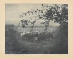 Szakál Géza: Weide (Legelő) 1924. jelzett, hátoldalon dedikált vintage fotóművészeti alkotás, 20x16 cm / 30x26 cm