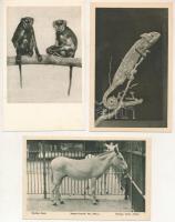 Wien, Vienna, Bécs; Lustschloss Schönbrunn - 24 pre-1945 postcards from the zoo