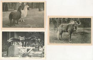 Wien, Vienna, Bécs; Lustschloss Schönbrunn - 24 pre-1945 postcards from the zoo