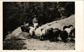 1943 Radnaborberek, Valea Vinului; Hazafelé a havasokból, pásztor juhokkal / shepherd with sheep flo...