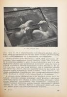 Tóth Pál: A baromfitenyésztés kézikönyve. "A baromfibetegségek" c. részt Dr. Hódossy Józse...