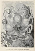 Brehm Alfréd: Az állatok világa. - - ,,Tierleben" című nagy művének magyarba átültetett kiadása...