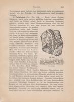 Potonié, H[enry]: Lehrbuch der Pflanzenpalaeontologie, mit besonderer Rücksicht auf die Bedürfnisse ...