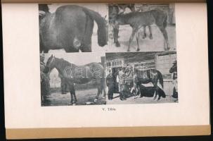 Hankó Béla: Székely lovak. Erdélyi Tudományos Intézet. Kolozsvár, 1943, Nagy Jenő és Fia. Kiadói pap...